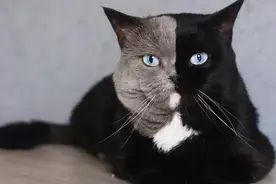 这些猫真不是P的，生的生的！人家生出来就是这样图片