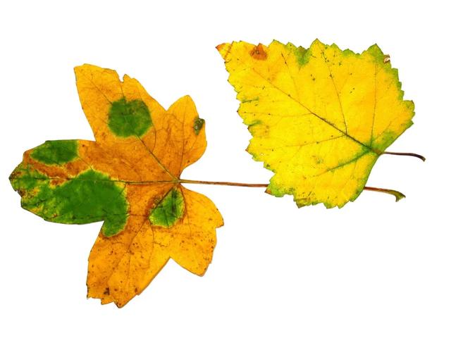 如何管理灌溉配液中各营养元素？这些元素发挥哪些作用？