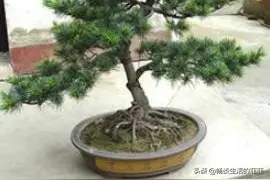 五针松扦插时间和方法，劝大家要慎重图片