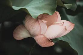 识人：聪明人一般不许太美的承诺，说丑话才是本色图片