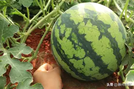 “倒春寒”易使大棚西瓜受害，不妨试试这2种预防方法，简单有效图片