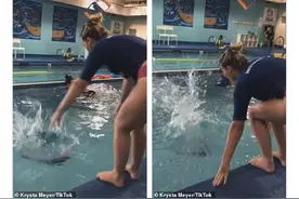 美国8个月大婴儿被丢进泳池任其挣扎，母亲：没事，训练求生技能图片