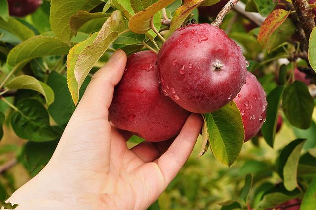 钙对果树这么重要，你真的了解它吗？