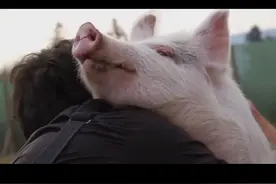 你见过猪笑吗？看这头猪见到主人的表情。