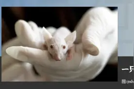 一枚芯片替代一次动物实验？看荷兰人如何在芯片上孕育出器官图片