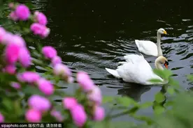 北京这个动物世界里竟藏着一片“童话仙境”！现在去刚刚好！图片