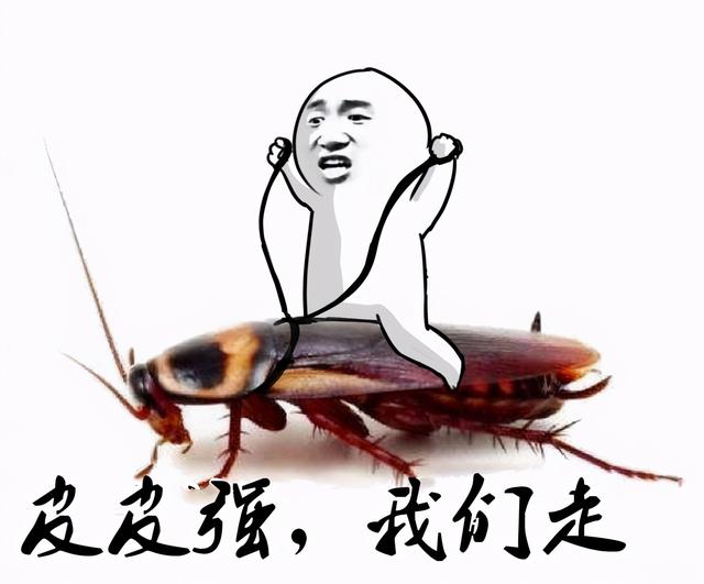 怎样有效灭除蟑螂（灭蟑螂）