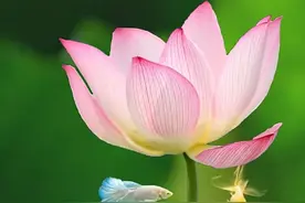 爱你不是心动一时，而是深邃到入骨；想你，你是我今生最美的拥有图片