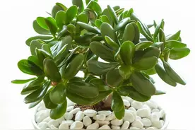 玉树夏季有“4喜”，顺着养可枝繁叶茂，还容易开花图片