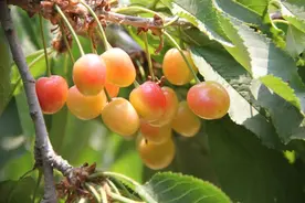 今天起，京郊五大樱桃园向市民开放图片