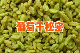 一斤葡萄干需要多少斤鲜葡萄？吃之前用洗吗？5点小知识详细介绍图片