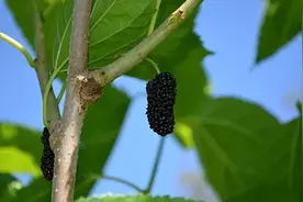 桑树全身都是宝，桑葚强体质、桑叶护血管、桑枝利关节图片