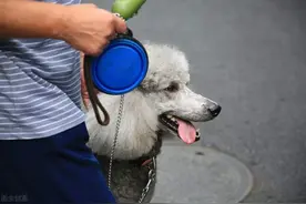 这5个所谓的养狗“经验”，可能会害死它图片