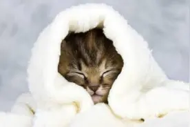 猫咪其实也会感冒，猫咪如果出现这四个症状！就要小心了图片