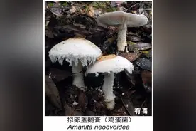 云南有毒野生菌种类识别大全（有图有真相）图片