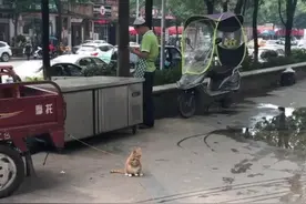 猫咪一直被拴在路边，模样越看越奇怪，靠近后默默又退了回来图片