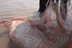 男子捕获罕见黄河鲤鱼，体长近一米，发现其满肚鱼子后将其放生图片