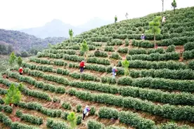 被好山好水吸引！安吉来的种茶人在溪口！图片