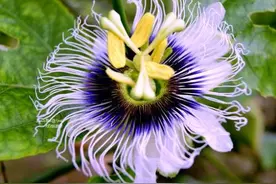 好吃的大斯分享（1）：百香果五问图片