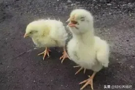 鸡伸脖子张嘴喘气是什么病？学会这些，快速解决图片