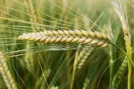 在对澳提高关税之后，中国大量进口阿根廷高粱替代澳大利亚的大麦图片