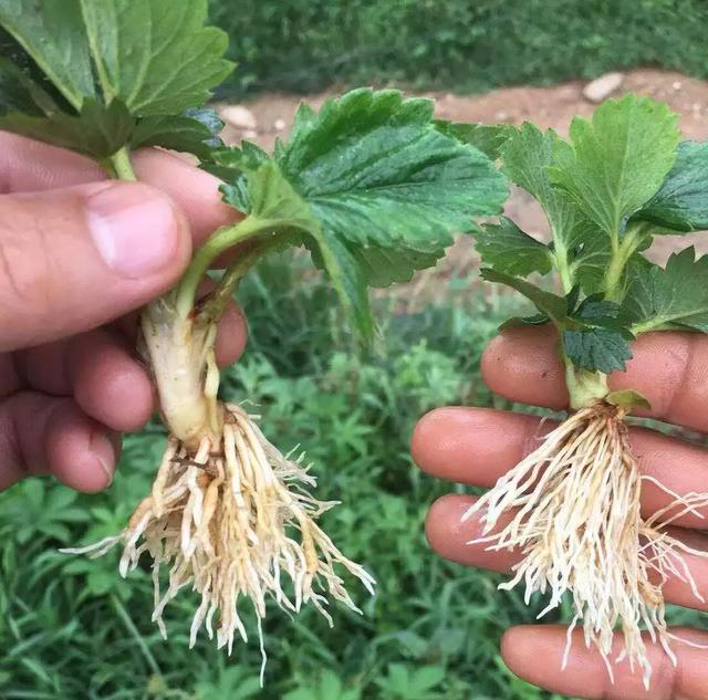 草莓定植后,如何快速缓苗?六大妙招来帮忙,早看早知道