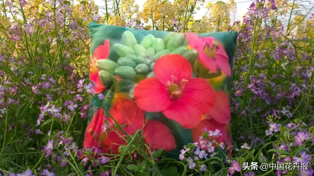 北国杏花初绽，江南已是油菜花漫山，“可甜可盐”的彩色油菜花，爱了！