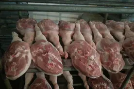 国家出手收储猪肉，连续跌6个月后，猪肉有可能停止下跌图片