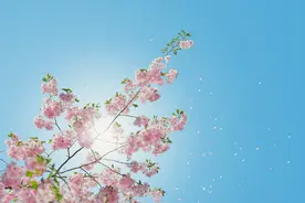 春暖花开清风吹过，一阵阵花雨飘落下来图片