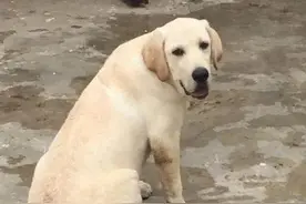 感动！陪伴自闭症男孩15年身患重病“忠犬八公”在主人怀里安乐死图片