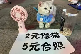 生活不易，连猫都出来摆摊了图片