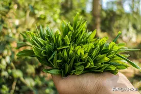 为什么下过雨后不能采茶？雨水过多对于茶叶的品质影响有多大呢？图片