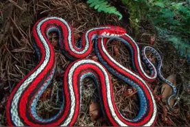 云南男子山中遇罕见花蛇 蛇身色泽鲜亮富含光泽图片