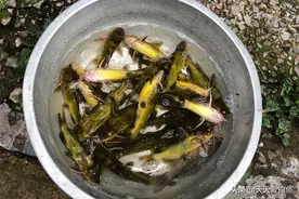 秋天野钓黄颡鱼，学会套路很好钓，常用这几招，一钓一个准图片