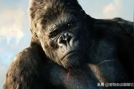史上最大巨猿，重达1200斤，俗称“狮子杀手”图片