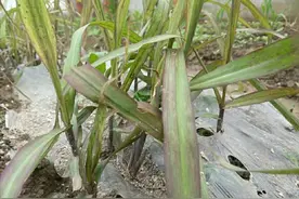 怎么种植甘蔗，有什么需要注意的？图片