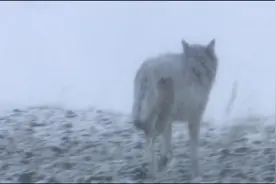 狼女王的独白：我所有的一切，都在猎人的子弹下消失了图片