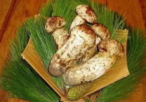 云南10种野生菌，你最喜欢吃哪几个？