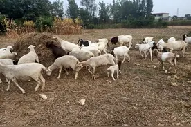 又到了一年的青青麦苗季了，各位养羊同仁，是不是蠢蠢欲动了？图片