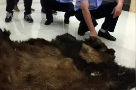 16年前云南猎杀大熊猫案，熊猫咬死羊羔，遭两农民兄弟猎杀图片
