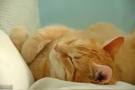 狗妈妈喂奶的时候，突然被吸疼了，低头看了一眼，吓了一跳图片