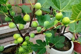 无花果不用扦插，套个塑料瓶，呼呼生白根，当年果子满枝头图片