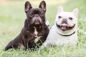 夏季天气炎热，如何让法国斗牛犬安全、舒服过夏？图片