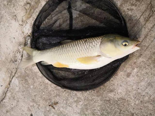 震惊！原来草鱼这样钓竟然可以爆护！