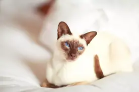10种最聪明的猫品种，你家有养吗？图片