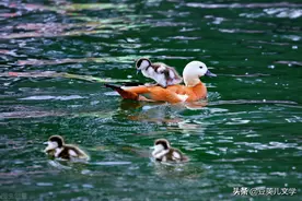 散文：母亲的生涯图片