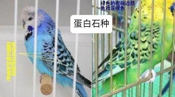 黄绿鱼鳞鹦鹉
