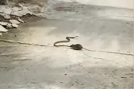 为母则刚！鼠妈妈拼命斗毒蛇保护一窝幼崽，最终毒蛇狼狈逃跑图片