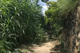 炎热夏天长途跋涉惠州钓鱼，过程艰苦，上鱼快乐。图片