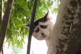 奶牛猫，作为喵界颜值最不稳定的代表，普通铲屎官还真驾驭不了它图片